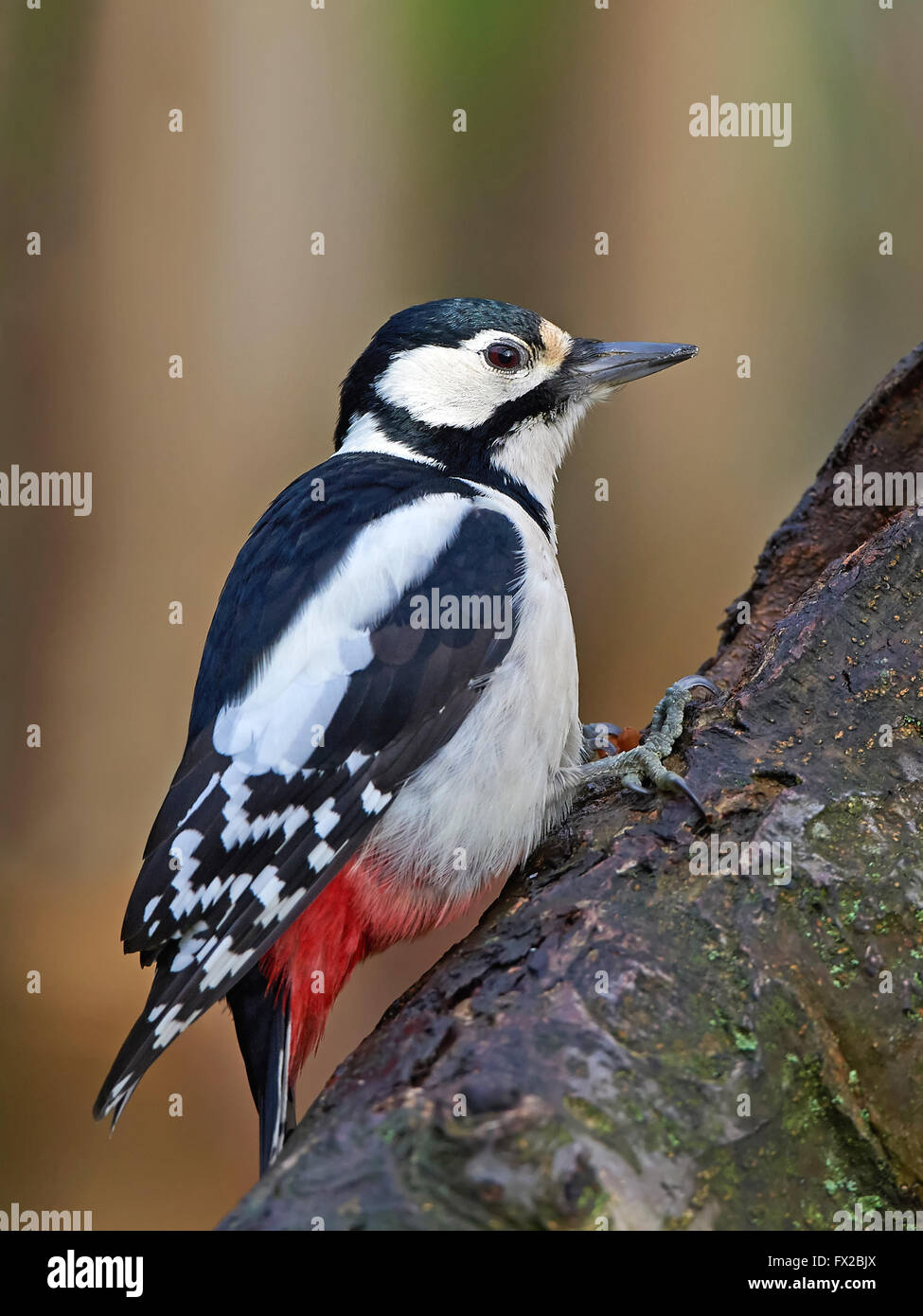 Buntspecht ruht auf einem Ast in ihrem Lebensraum Stockfoto