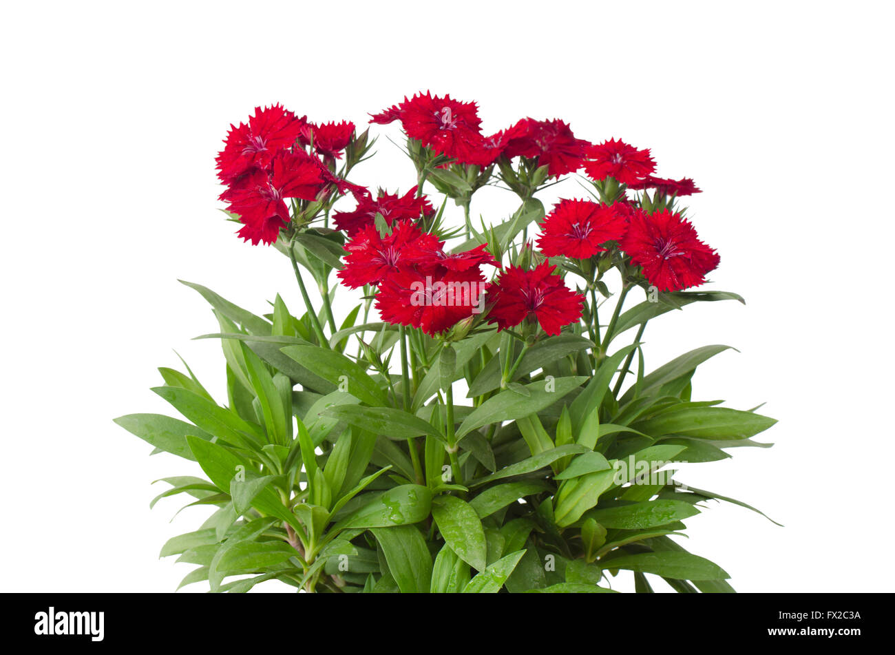 Dianthus isoliert auf weißem Hintergrund Stockfoto