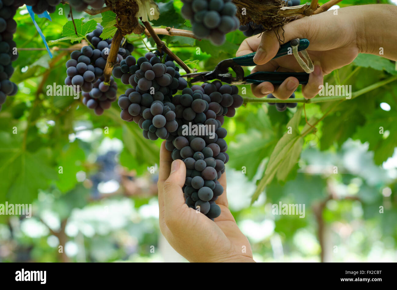 Weinlese Stockfoto Weinlese Stockfoto