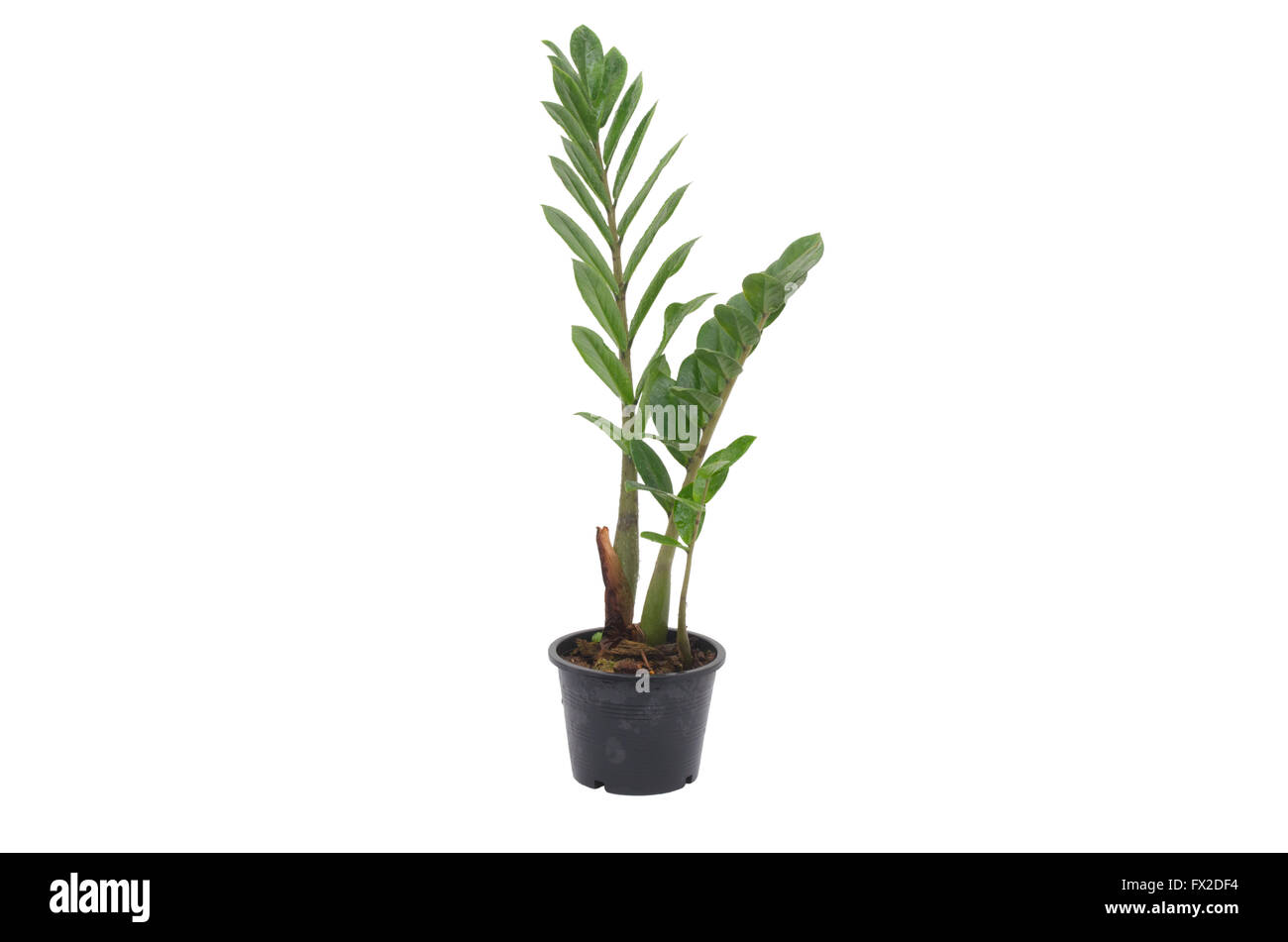 Zamioculcas Zamifolia Baum isoliert auf weißem Hintergrund Stockfoto