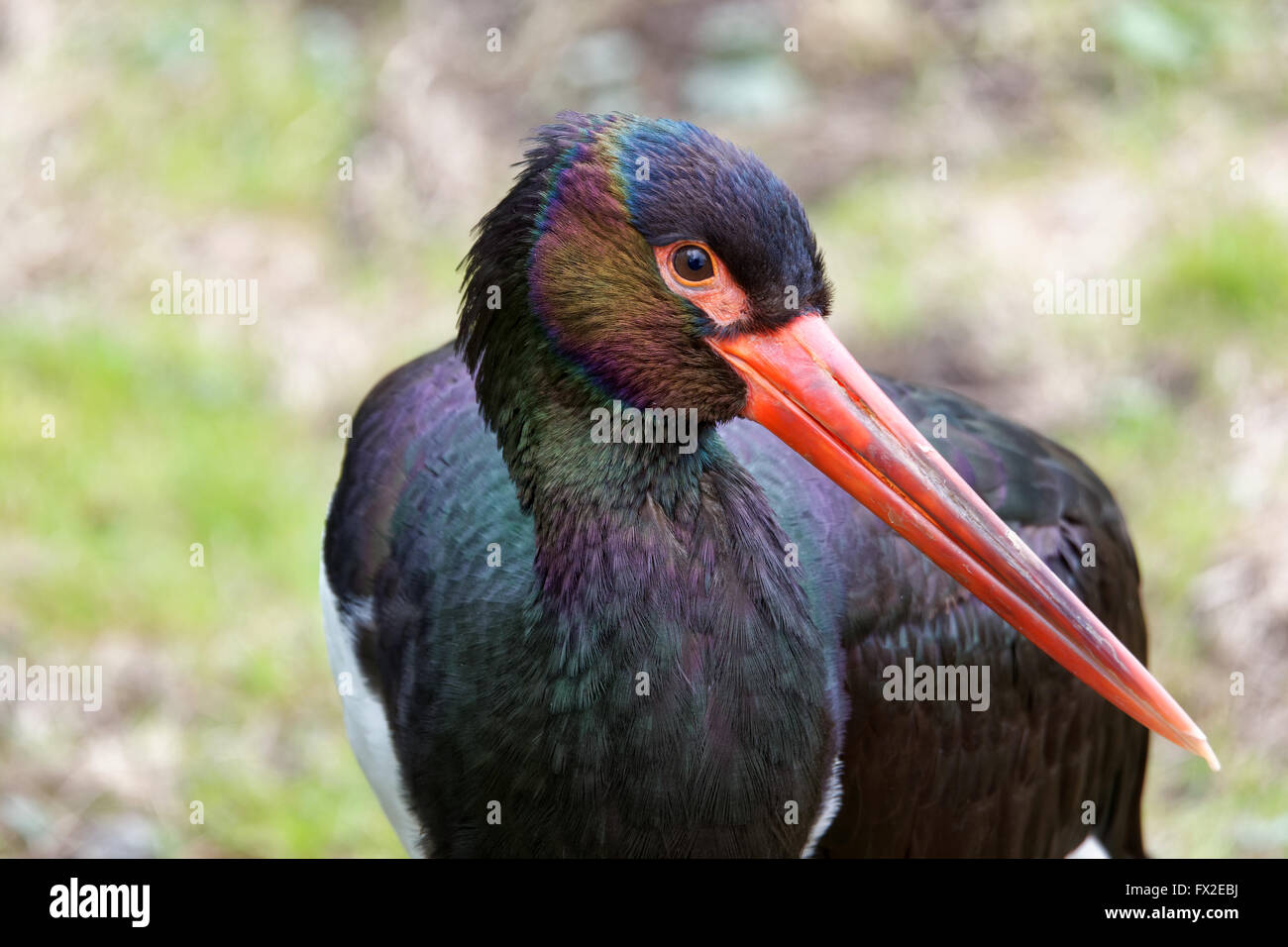 Schwarzstorch (Ciconia Nigra) ist ein großer waten Vogel in der Storch Familie Ciconiidae. Stockfoto