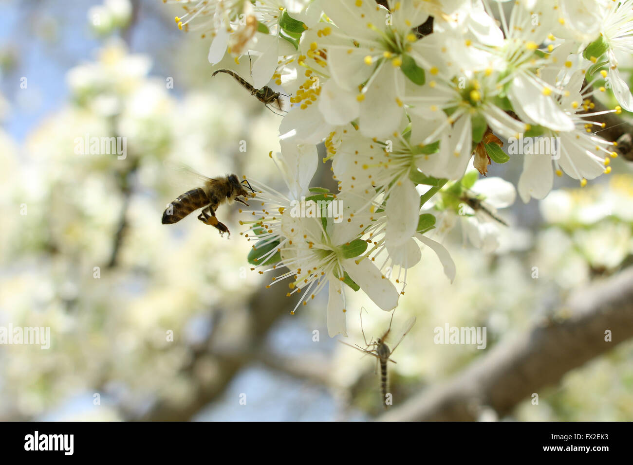 An einem sonnigen Tag trinkt die Biene Nektar aus einer Blume Stockfoto