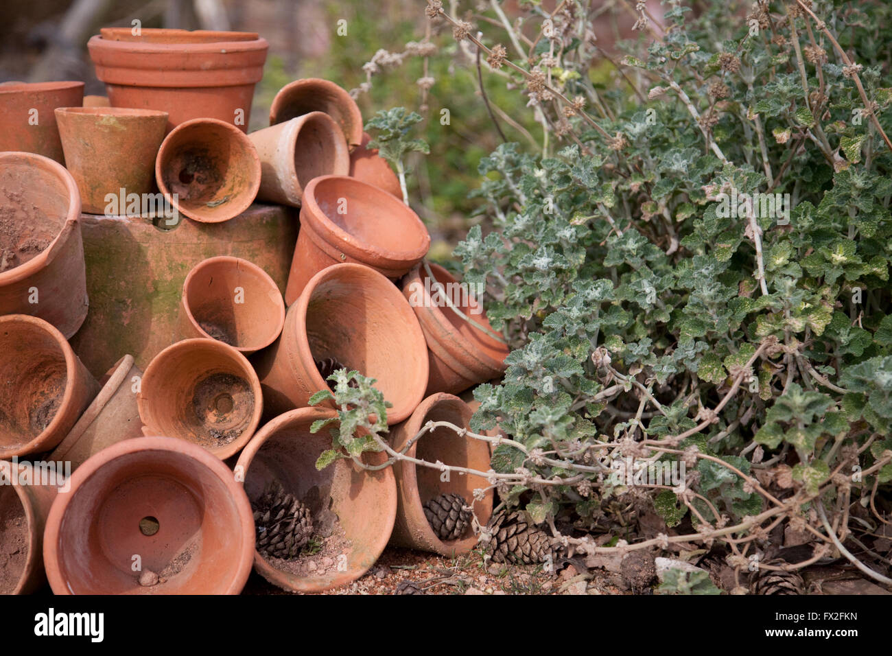 Terrakotta-Blumentöpfe Stockfoto