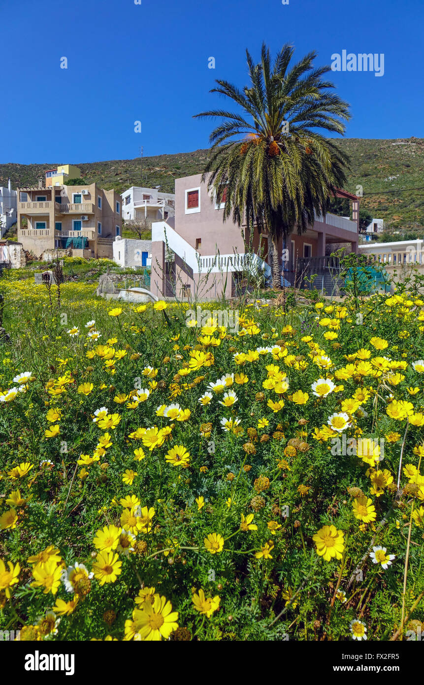 Gelbes Gänseblümchen Blumen blauen Himmel und Palmen Bäume, Emborios, Kalymnos, Griechenland Stockfoto