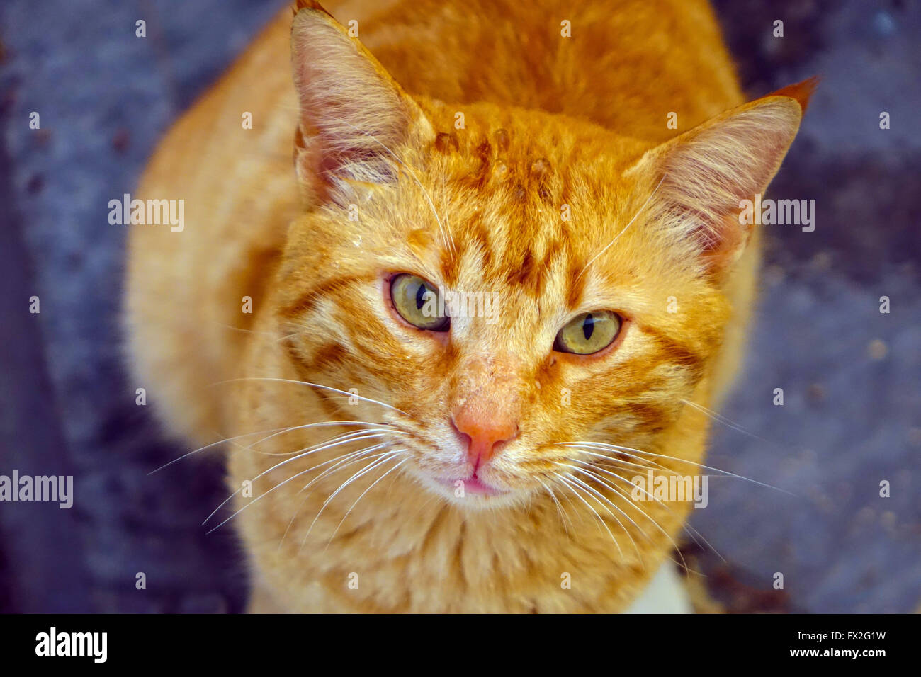 Ingwer-Katze mit Regentropfen auf Kopf, Blick in die Kamera Stockfoto