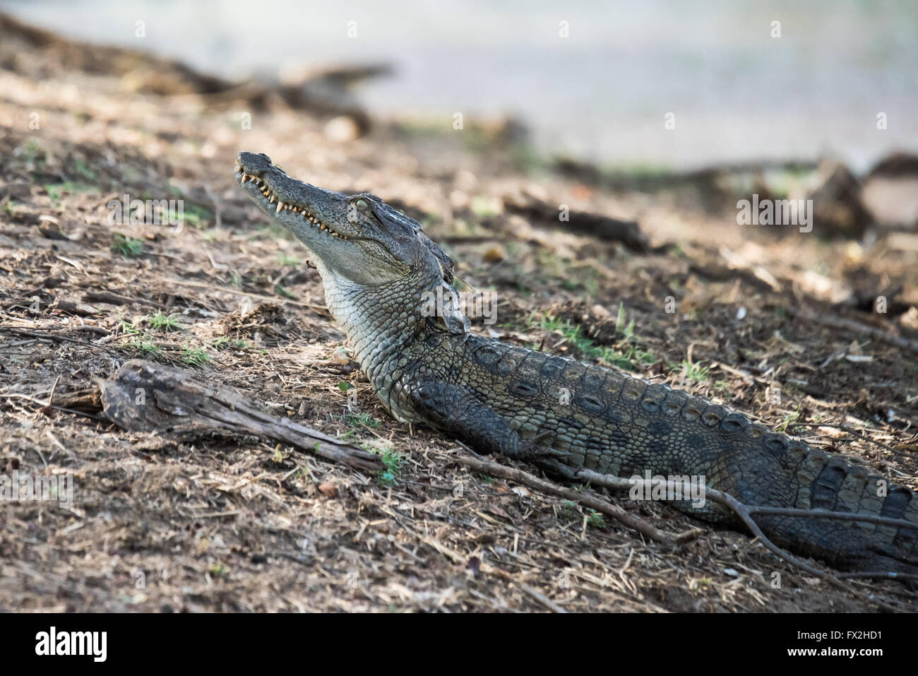 Sub Erwachsene Krokodil auf der Suche nach Lebensmitteln Stockfotografie -  Alamy