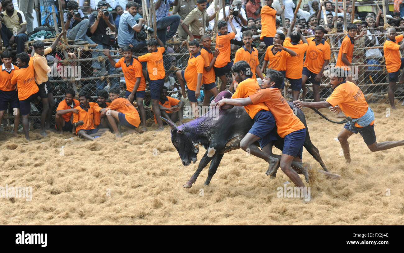 Jallikattu Stier zähmen während Pongal Festival. Madurai, Tamil Nadu, Indien. Indische Bull kämpfen ist im vergangenen Jahr verboten. Stockfoto