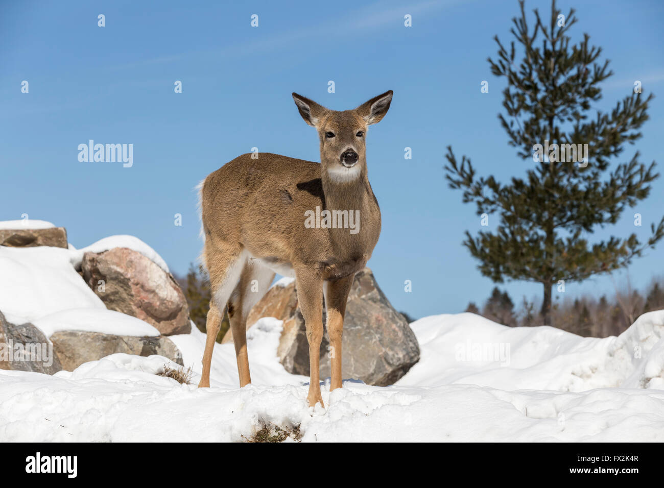 Einsamen weißen Schweif Reh im Frühlingsschnee Stockfoto