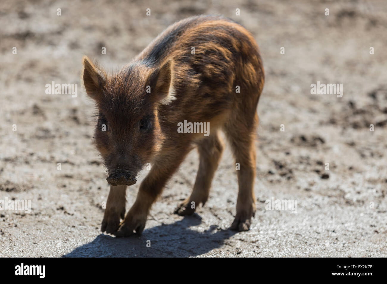 Baby-Wildschwein-Fütterung Stockfoto