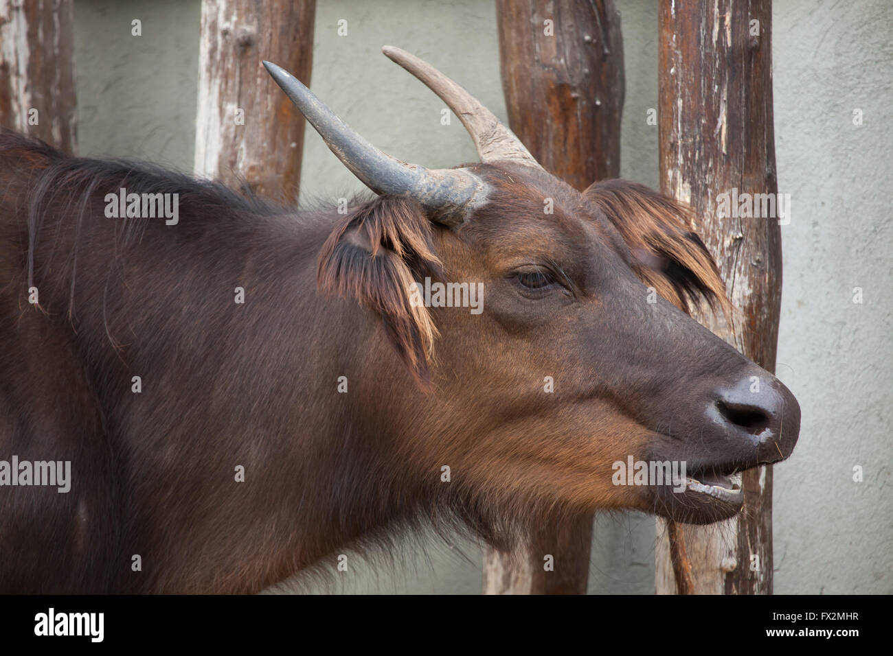 Afrikanische Wald Büffel (Syncerus Caffer Nanus), auch bekannt als der rote Buffalo oder Zwerg Büffel. Stockfoto