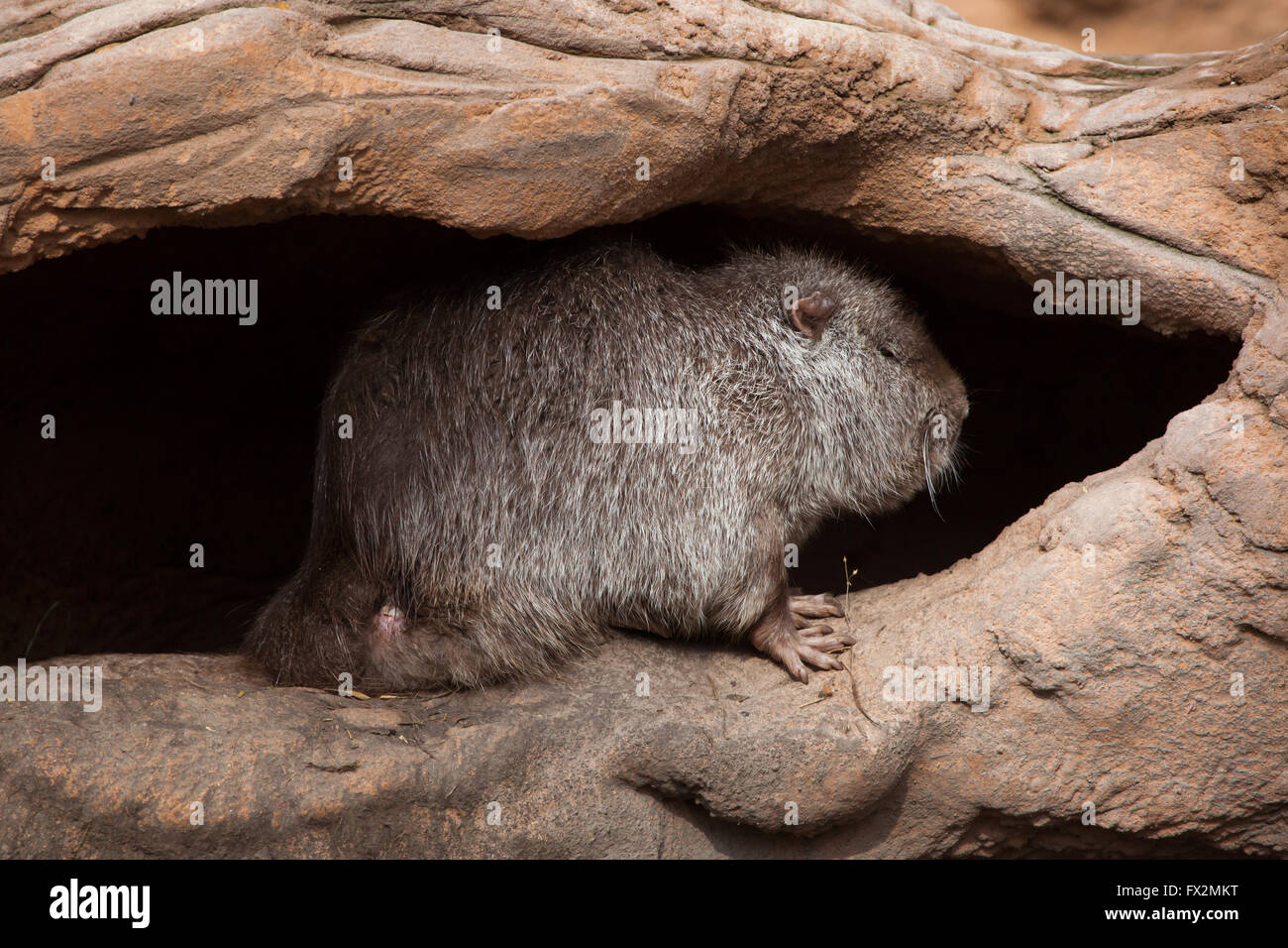 Nutrias (Biber brummeln), auch bekannt als der Fluss Ratte oder Nutria im Budapester Zoo in Budapest, Ungarn. Stockfoto