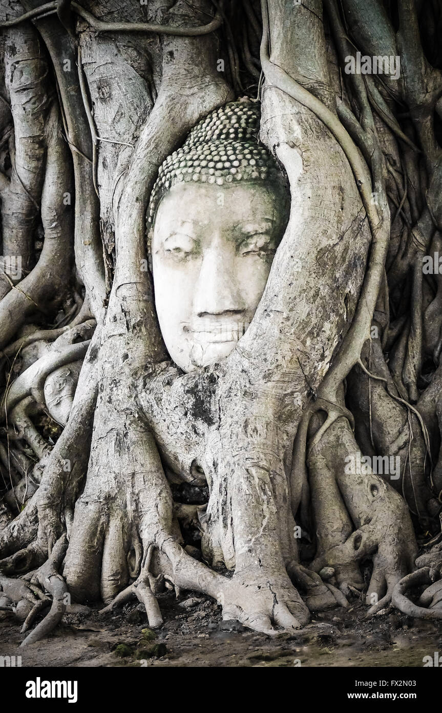 Bestes von alten Buddha-Gesicht im Wat Mahathat Ayutthaya Stockfoto
