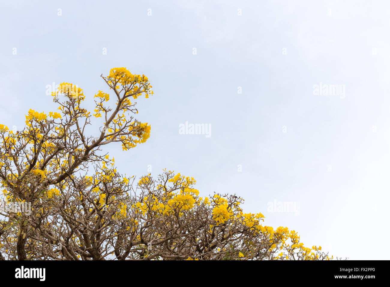 Silber Trompetenbaum mit Zweig und gelbe Blumen Stockfoto