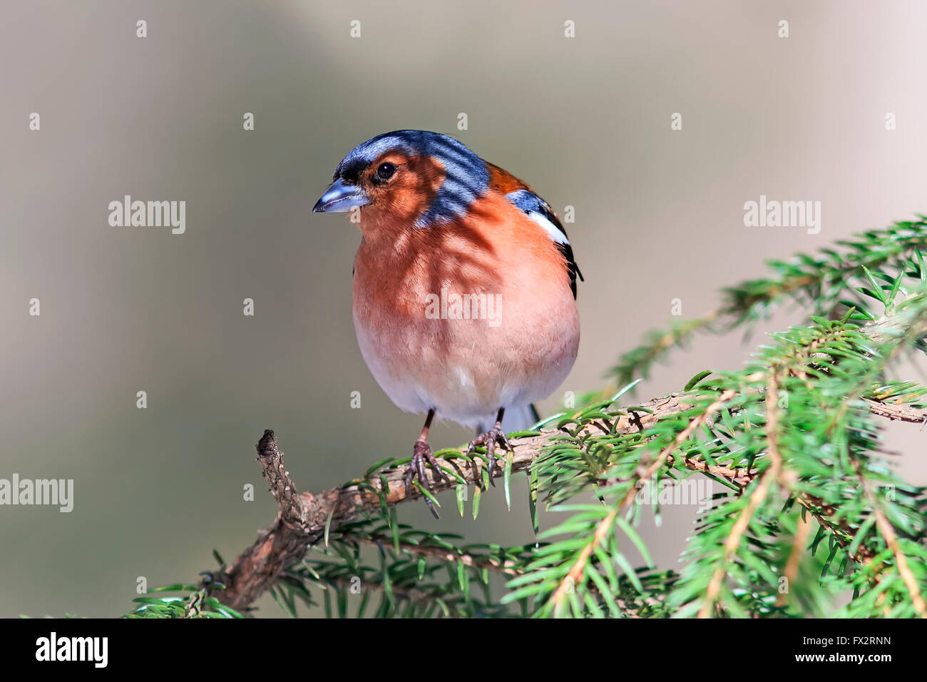 schön, Vögel, Vogelgezwitscher, verzweigen, hell, Zeder, Buchfink, enge, gemeinsame, niedlich, Feder, Finch, Wald, Gar Stockfoto