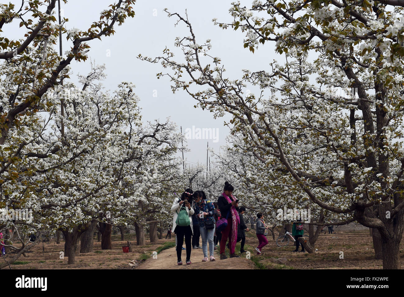 Gaolan, Chinas Provinz Gansu. 10. April 2016. Birne Blumen stehen in voller Blüte im Shenchuan Birne Park in Gaolan County, Nordwesten Chinas Provinz Gansu, 10. April 2016. Der Shenchuan Birne-Park, der mehr als 500 Jahre Geschichte hat, hat 9.000 hundertjährigen Birnenbäume. © Fan Peishen/Xinhua/Alamy Live-Nachrichten Stockfoto