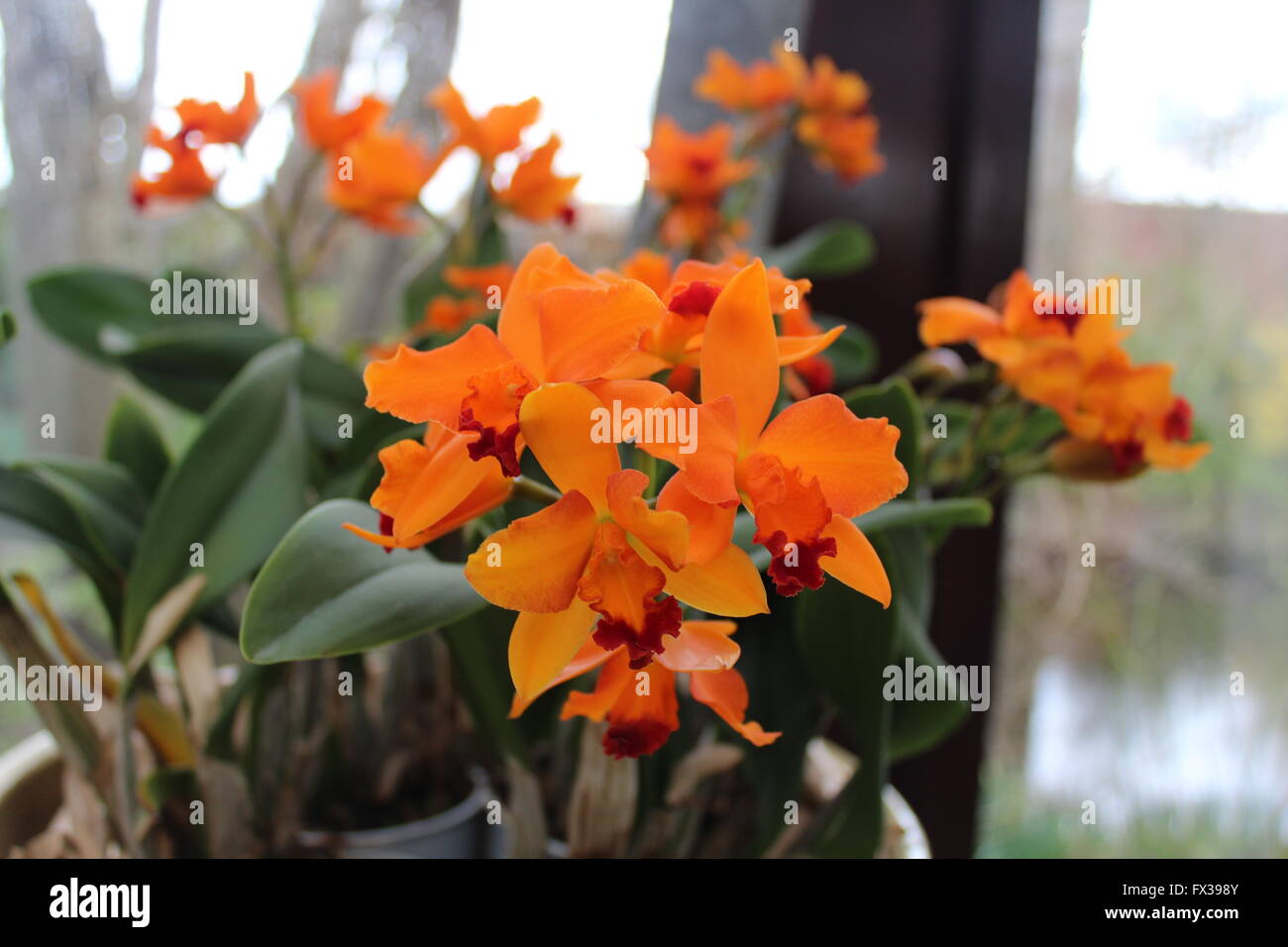 Orange Orchideen Stockfoto