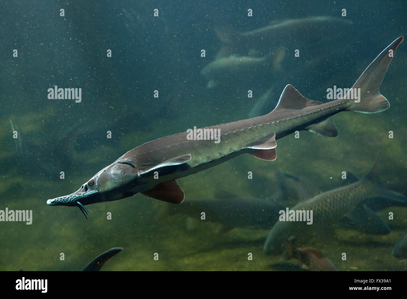 Acipenser baerii stenorrhynchus -Fotos und -Bildmaterial in hoher ...