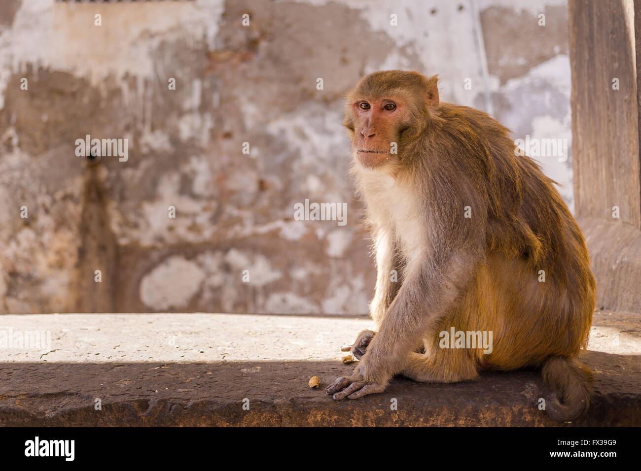 Nahaufnahme, ein Affe sitzt auf einer Mauer in Jaipur, Indien. Es gibt Platz für Text. Stockfoto