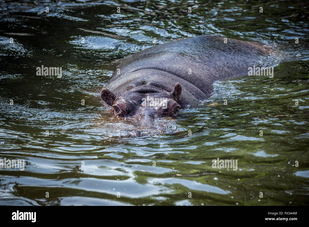 Gemeinsamen Flusspferd Hippopotamus Amphibius Schwimmen Im