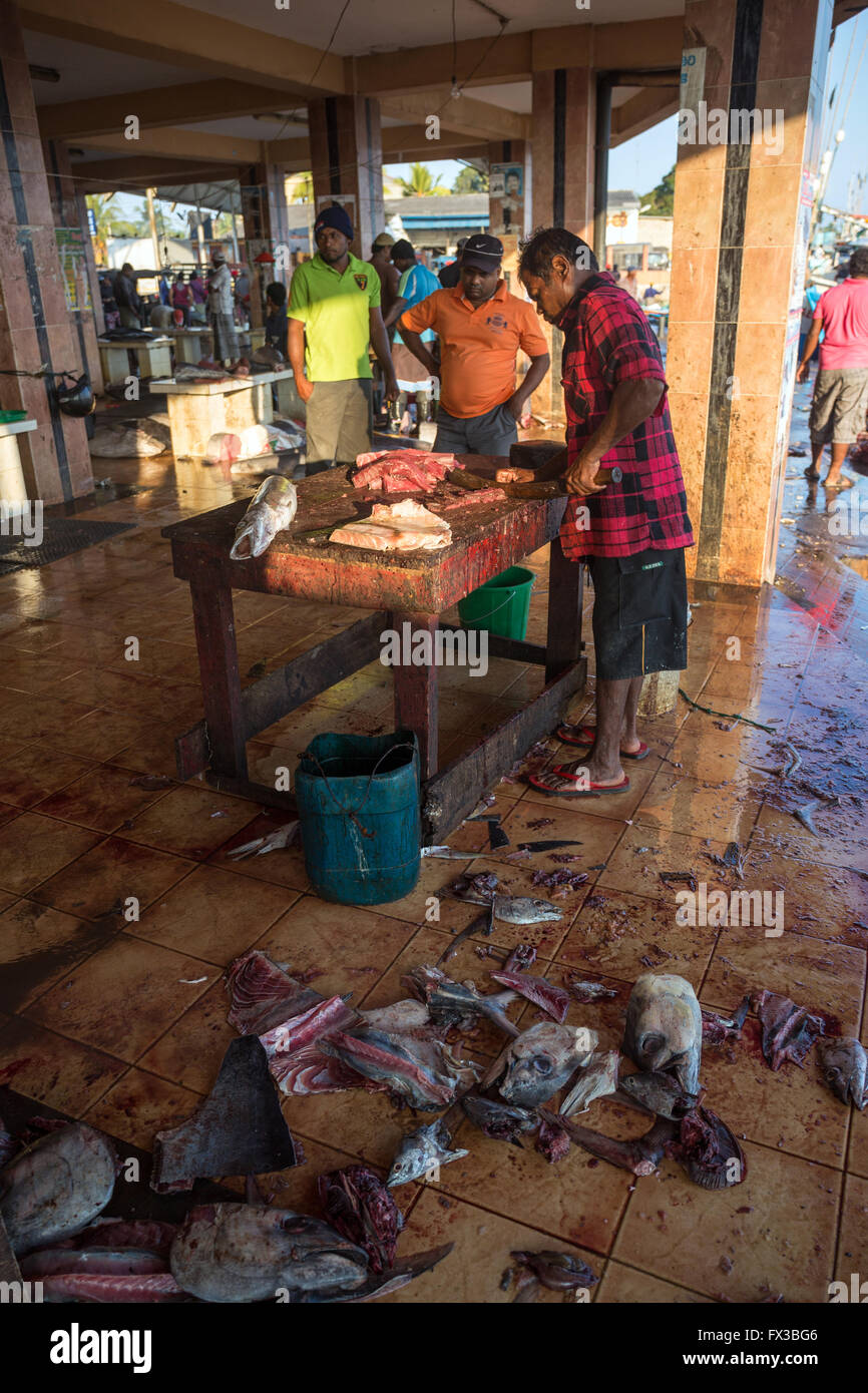 Fischhändler Filetieren, frischem Fisch, Hafen, Lagune von Negombo, Negombo, Sri Lanka, Indischer Ozean, Asien Stockfoto