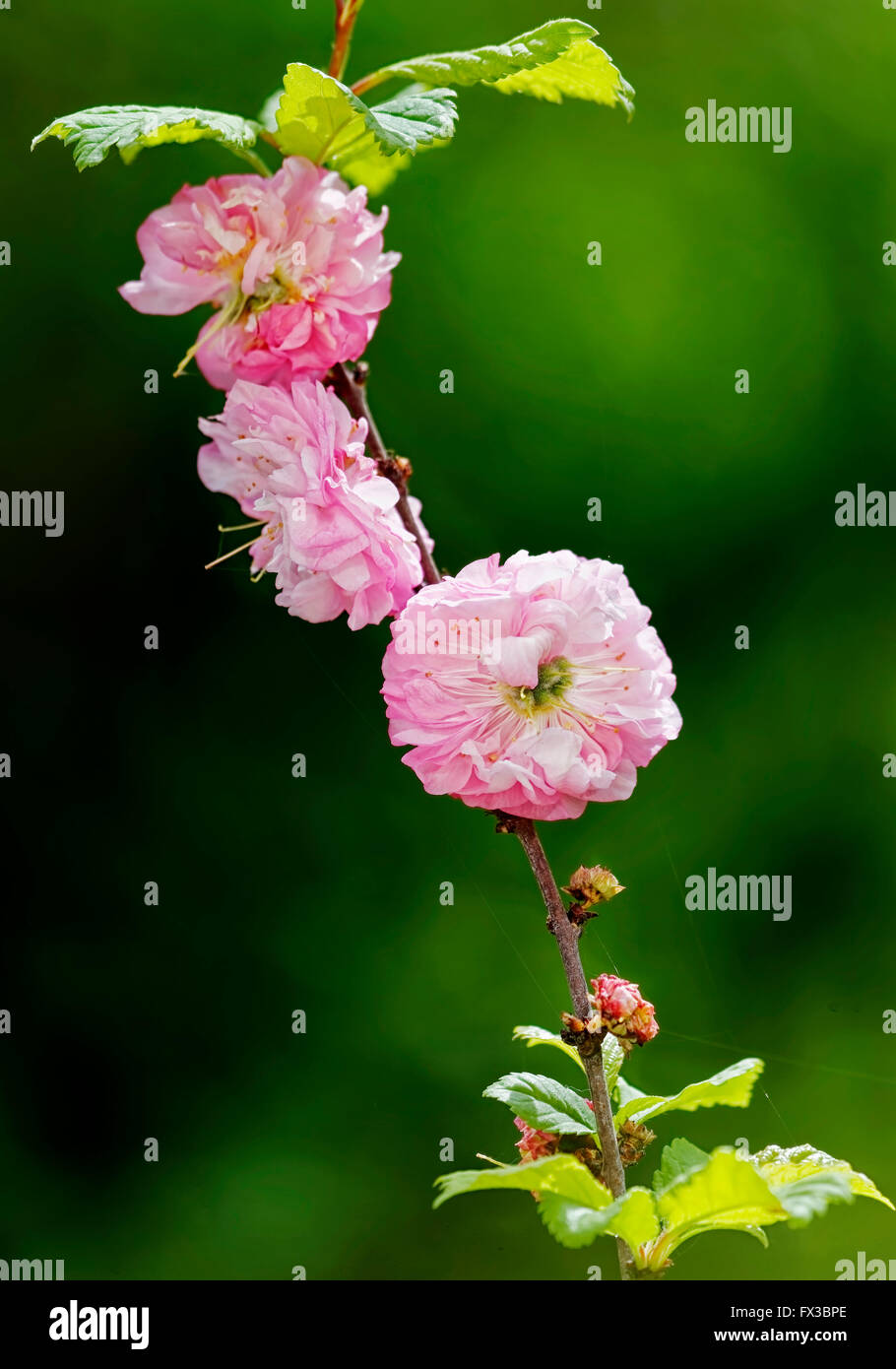 Damaszener Rose im Garten Stockfoto