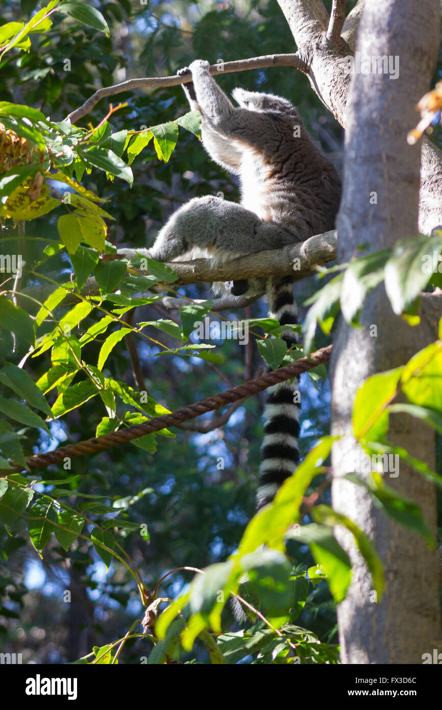 Ring-Tailed Lemur oder weiße Front (Lemur Catta) Stockfoto