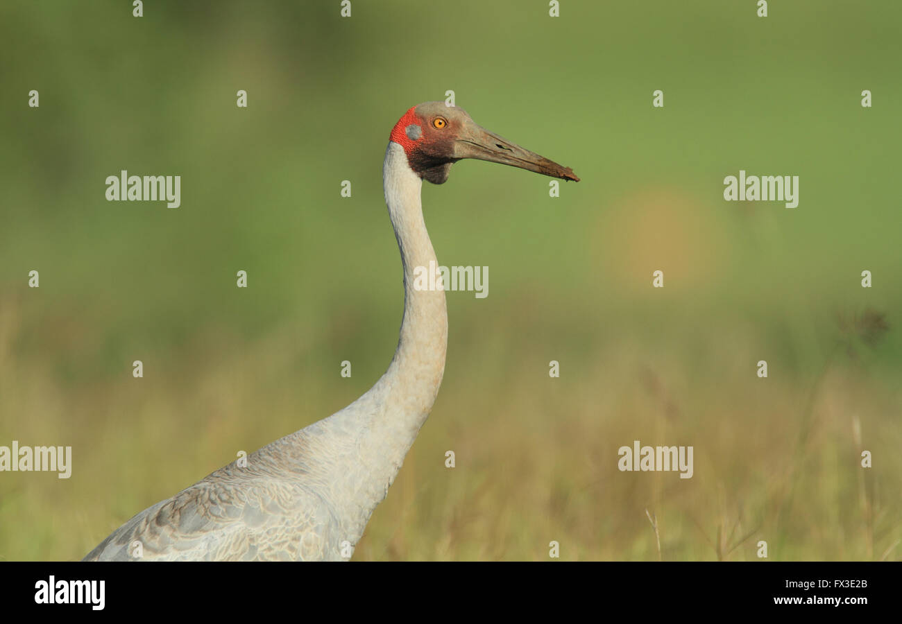 Ein Brolga - Grus Rubicunda - ein großer Kran stammt aus Australien mit einem grünen aus Fokus Hintergrund. Foto Chris Ison. Stockfoto