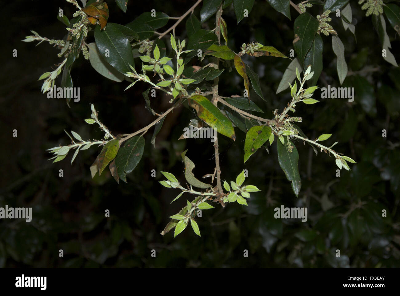 Holm oder immergrüne Eiche Laub. Dorset, UK Mai Stockfoto