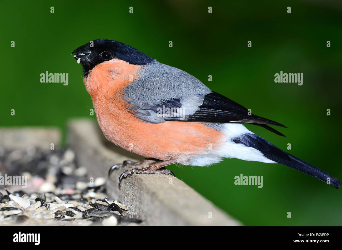 Gimpel Stockfoto