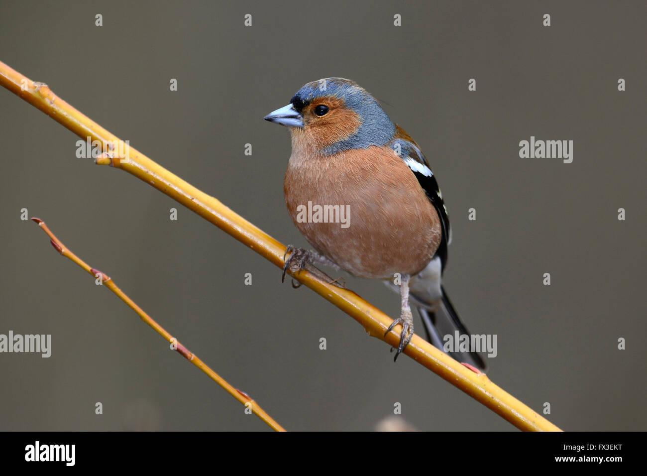 Buchfink Stockfoto