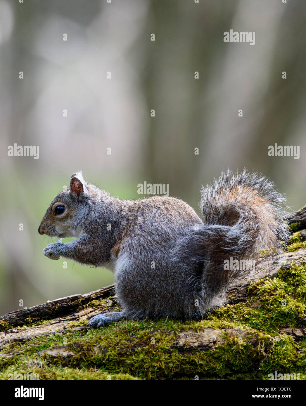 Grey Squirrel (Sciurus carolinensis), isst auf einem moosbedeckten Baumstamm in Stanley Park, Blackpool, Großbritannien Stockfoto