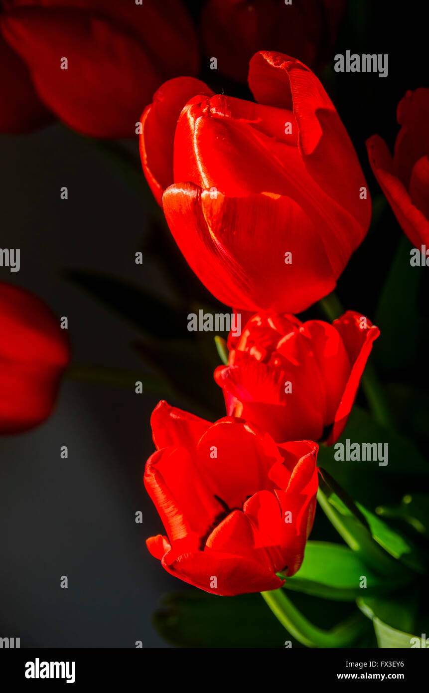 Rote Tulpen auf schwarzem Hintergrund Stockfoto