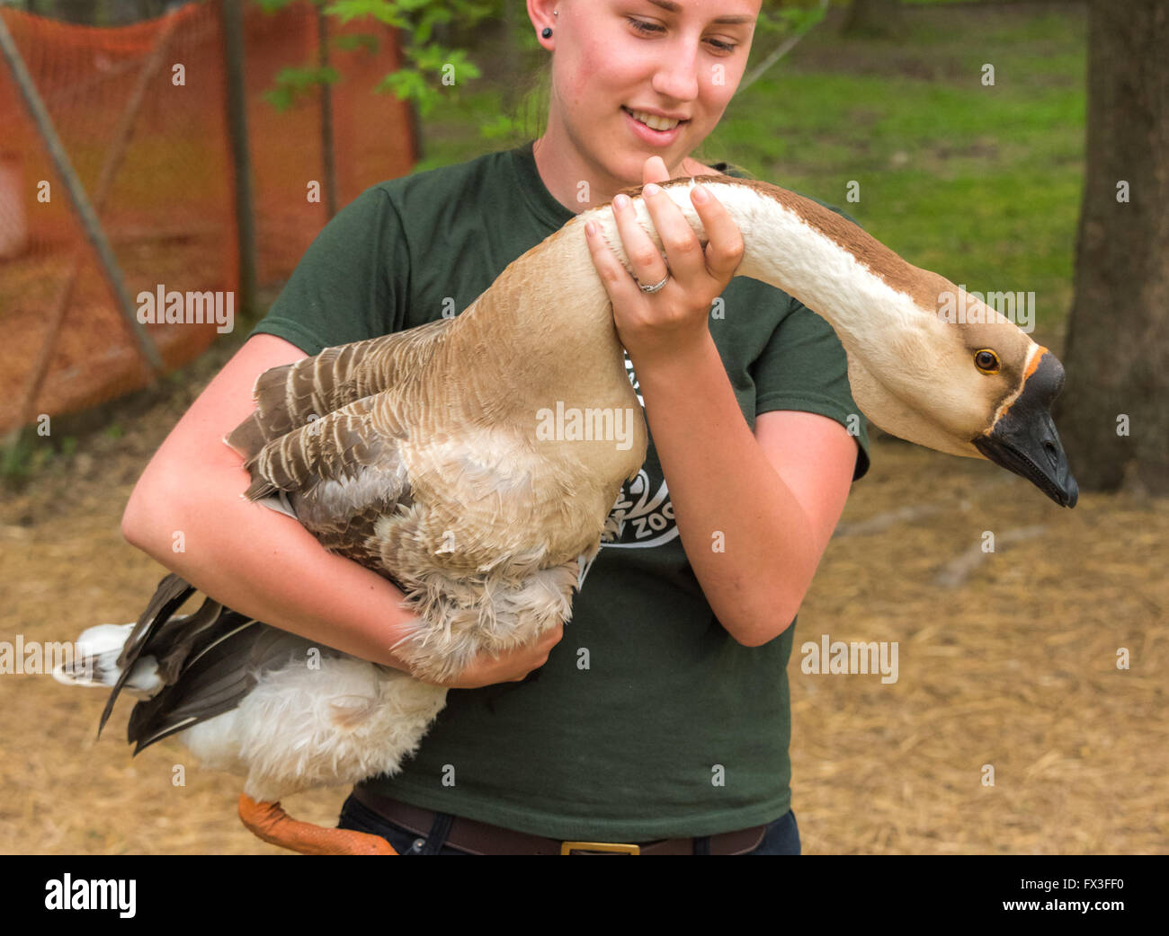 Junges Mädchen auf einem landwirtschaftlichen Betrieb eine chinesische Gans.   Frau nicht Blick in die Kamera hält einen großen Vogel auf einem Bauernhof. Stockfoto