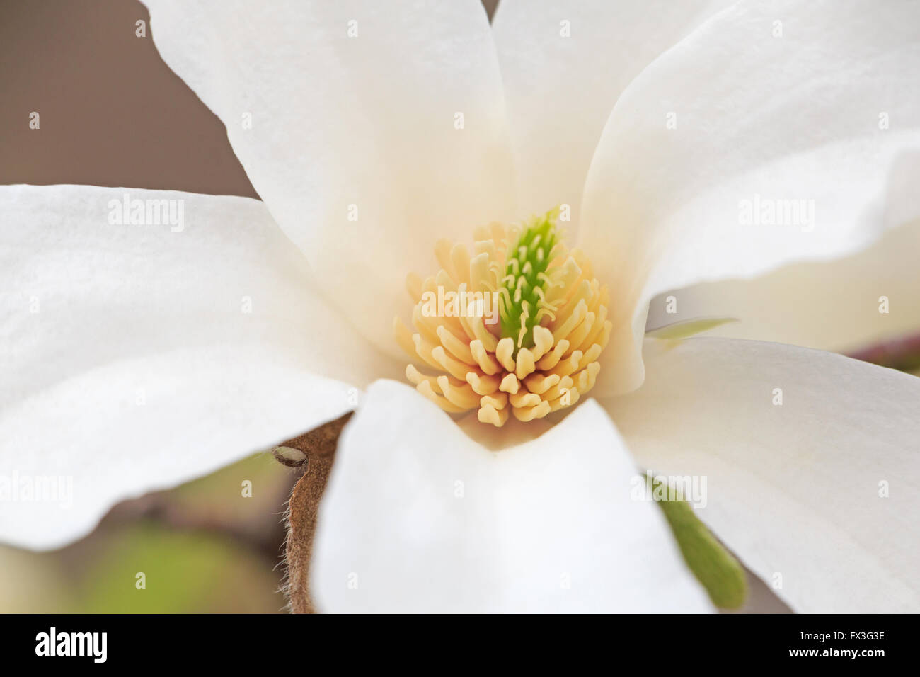 Nahaufnahme eines weißen Magnolie Baum Blüte Stockfoto