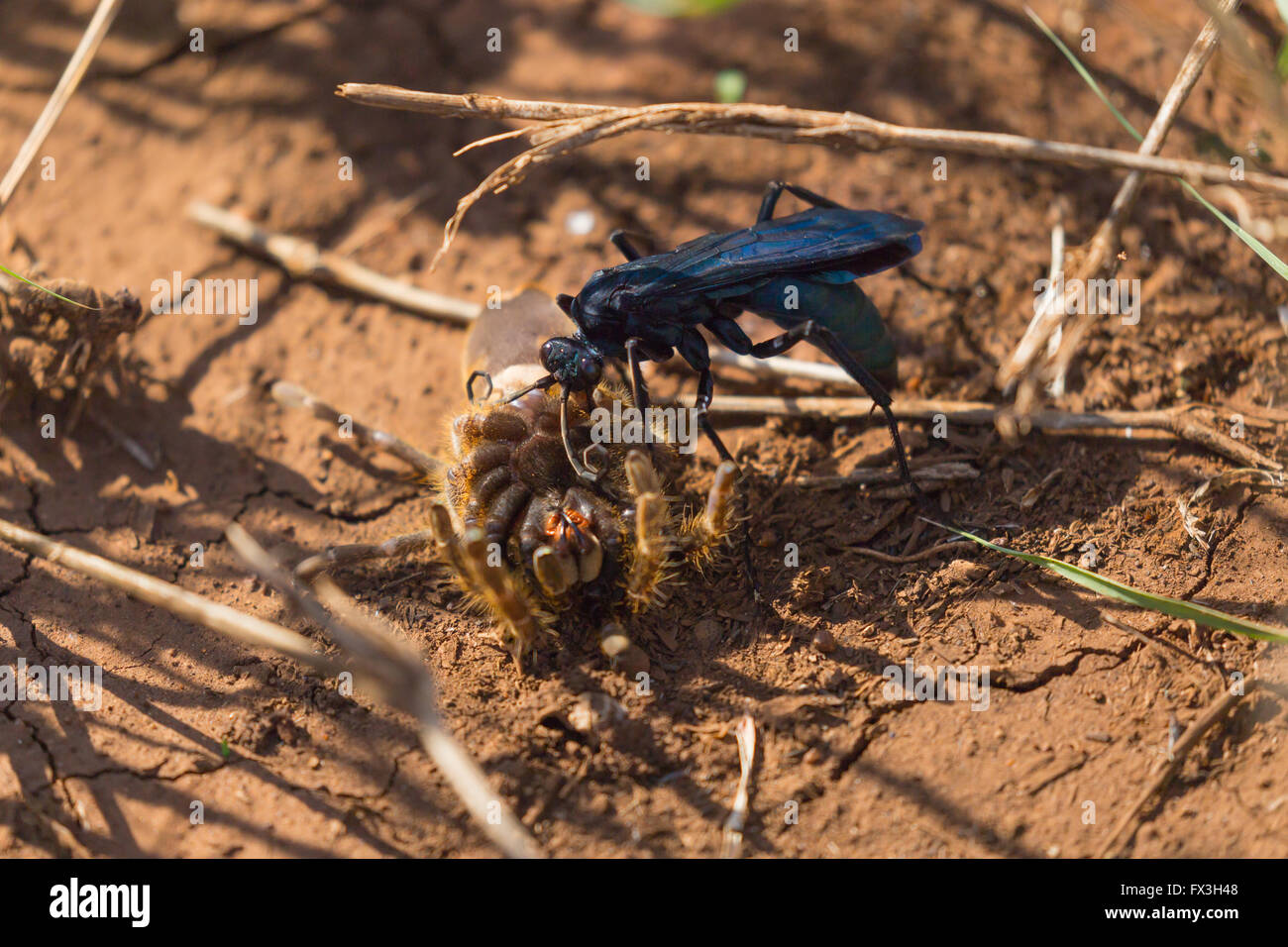 Große blaue Wespe tötet eine Pavian Spinne im Kruger National Park, Südafrika Stockfoto