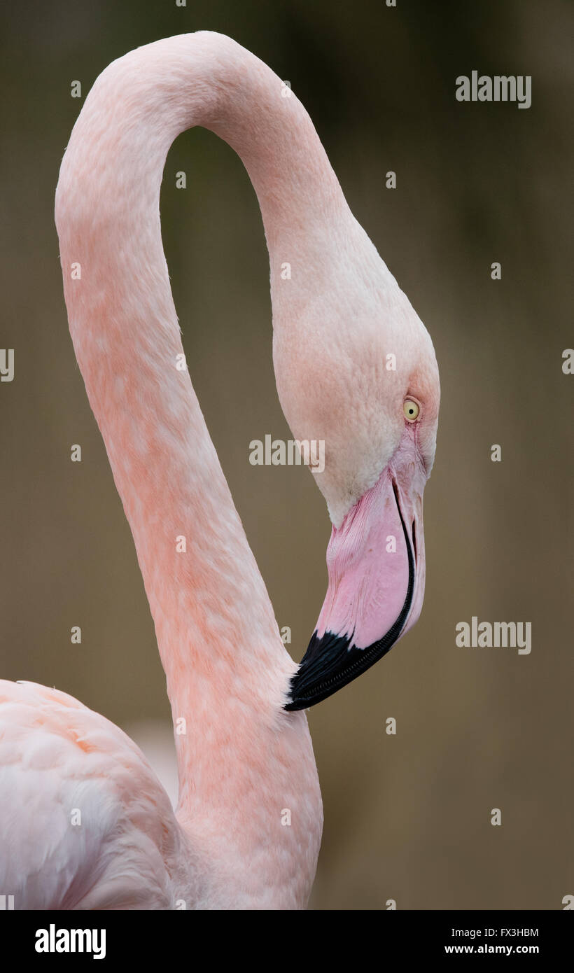 Größere Flamingo Phoenicopterus Roseus putzen Hals Federn an Slimbridge Wildfowl & Feuchtgebiete Zentrum Gloucestershire UK Stockfoto