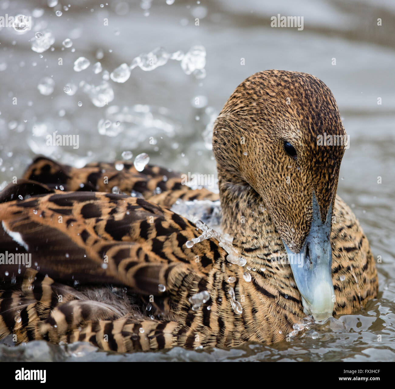 Weiblichen Eiderente Somateria Mollissima genießen eine kräftige Badeeinheit an Slimbridge Wildlife und Wetlands Centre UK Stockfoto