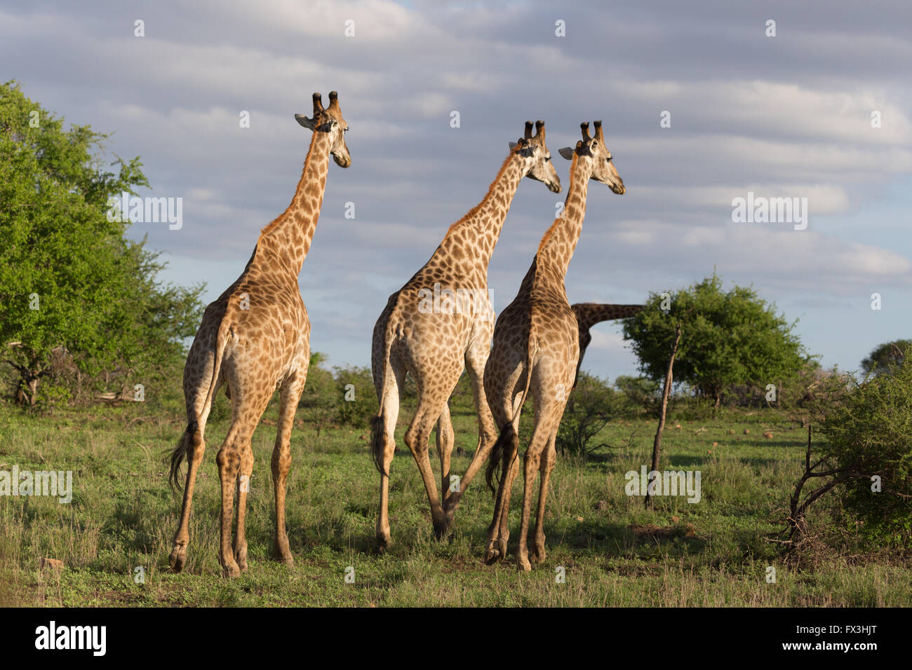 Drei Giraffen aus einer Herde Fuß entfernt von der Kamera in Satara Region des Krüger-Nationalparks. Stockfoto