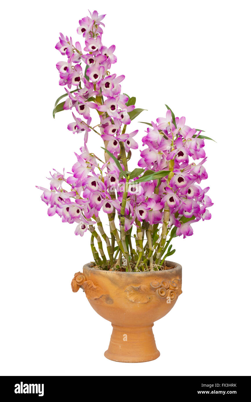 Nobile Orchidee isoliert auf weißem Hintergrund Stockfoto