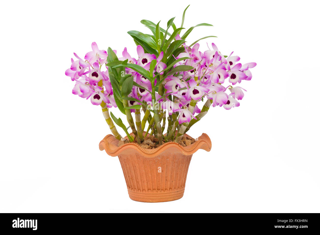 Nobile Orchidee isoliert auf weißem Hintergrund Stockfoto