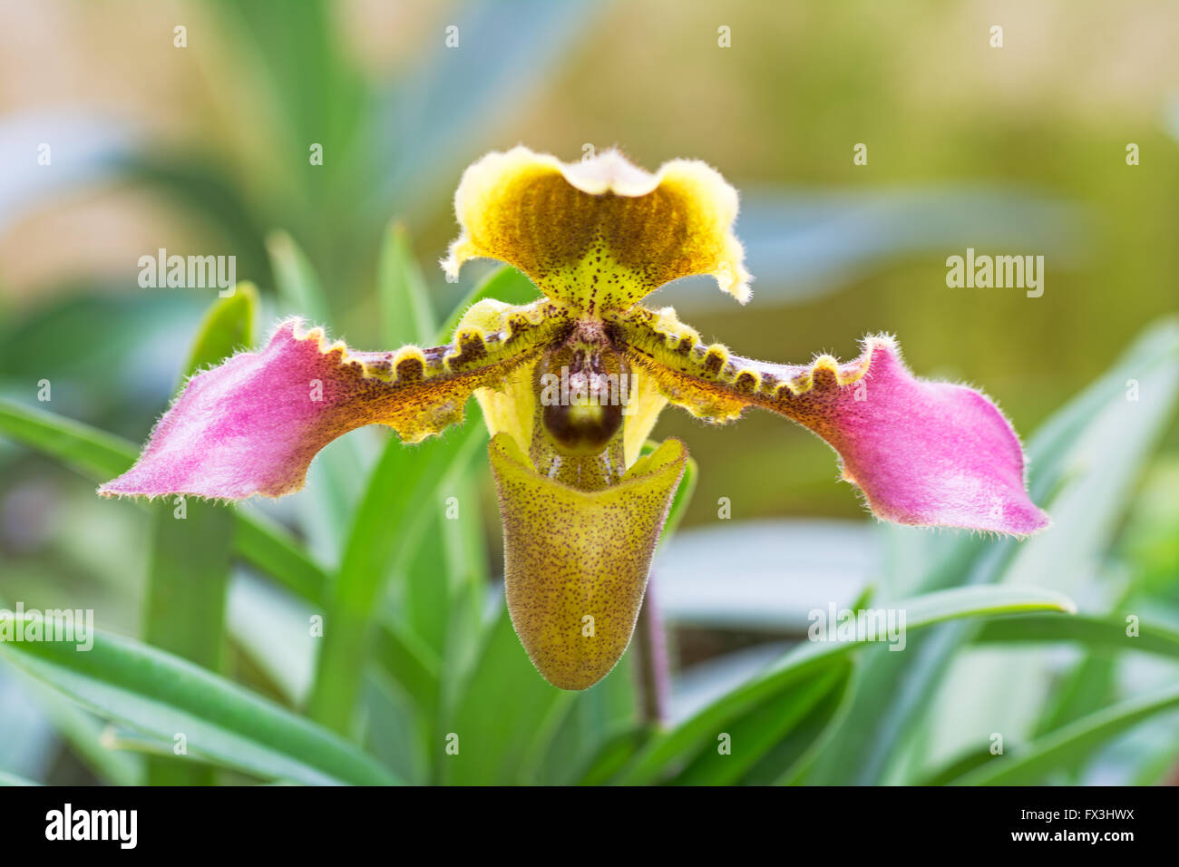 Paphiopedilum hirsutissimum Stockfoto