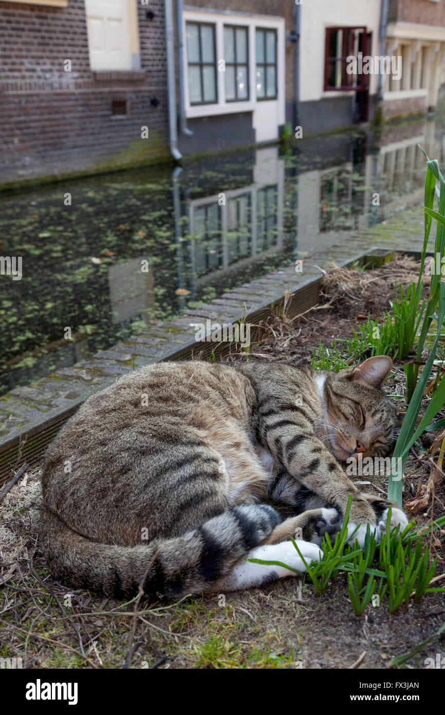 Schlafende Katze in der Nähe des Kanals in Delft, Holland Stockfoto