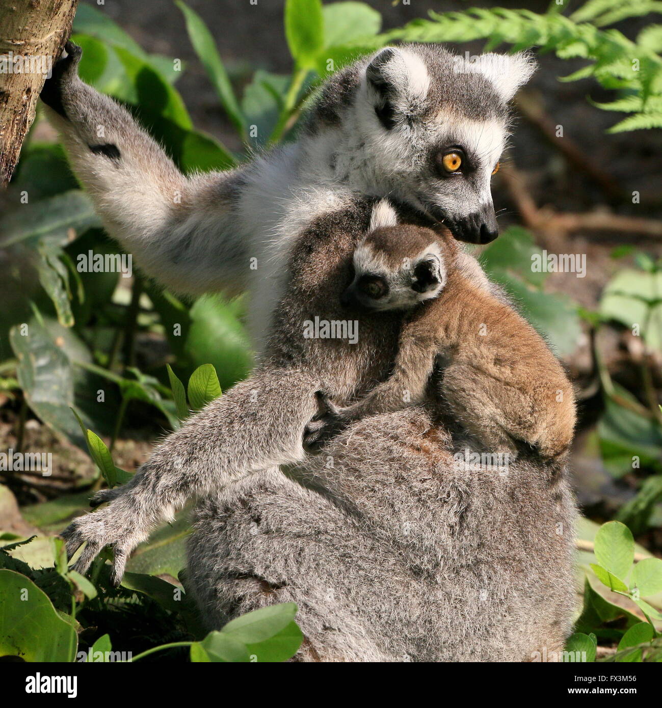 Baby madagassische Ring tailed Lemuren (Lemur Catta) klammerte sich an seine Mutter zurück Stockfoto