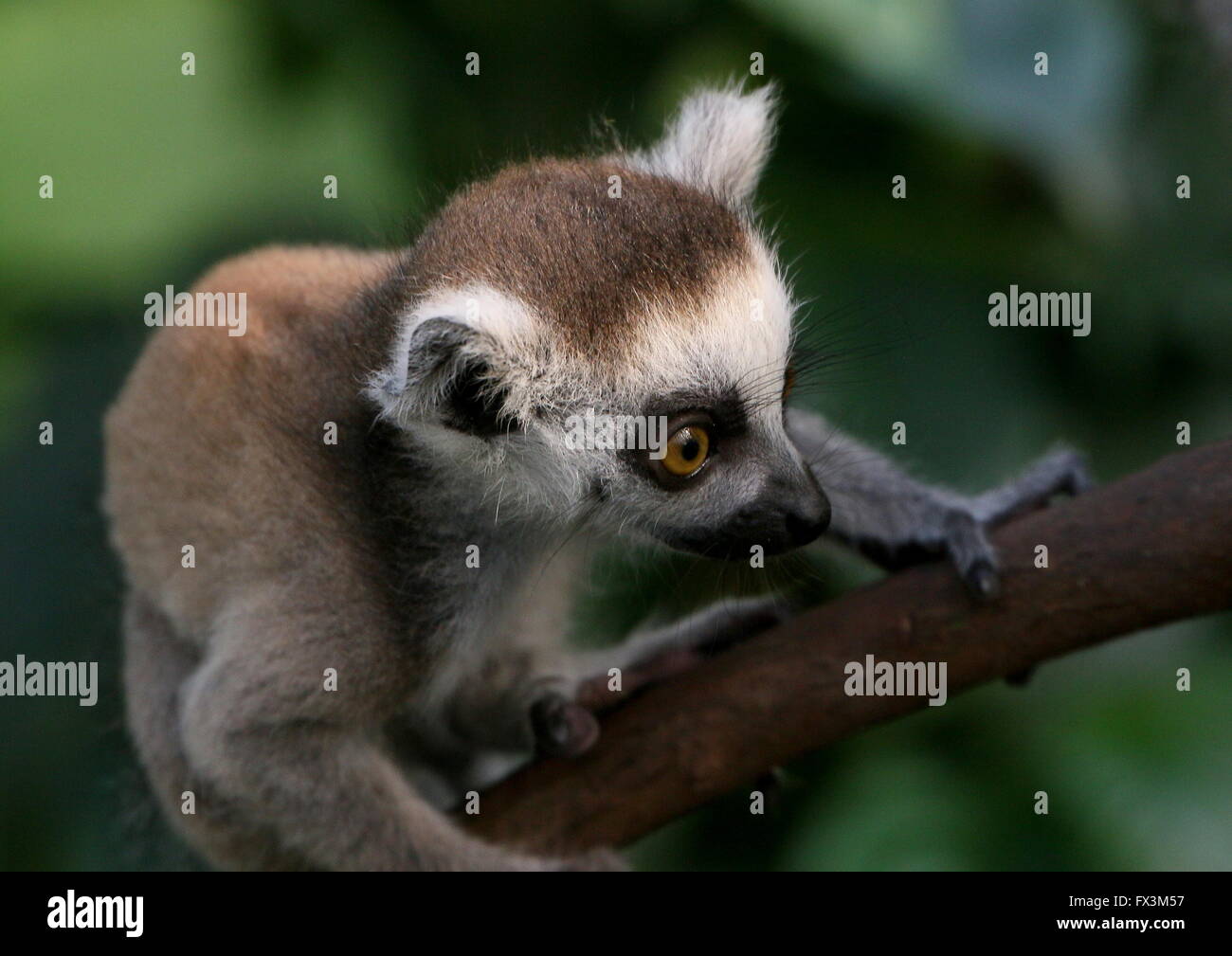 Baby madagassische Ring tailed Lemuren (Lemur Catta) einen Kletterbaum Stockfoto
