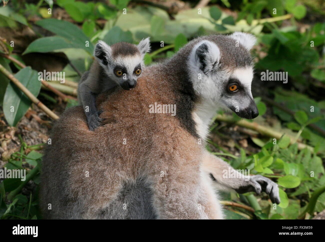 Baby madagassische Ring tailed Lemuren (Lemur Catta) sitzt auf seiner Mutter Rücken Stockfoto