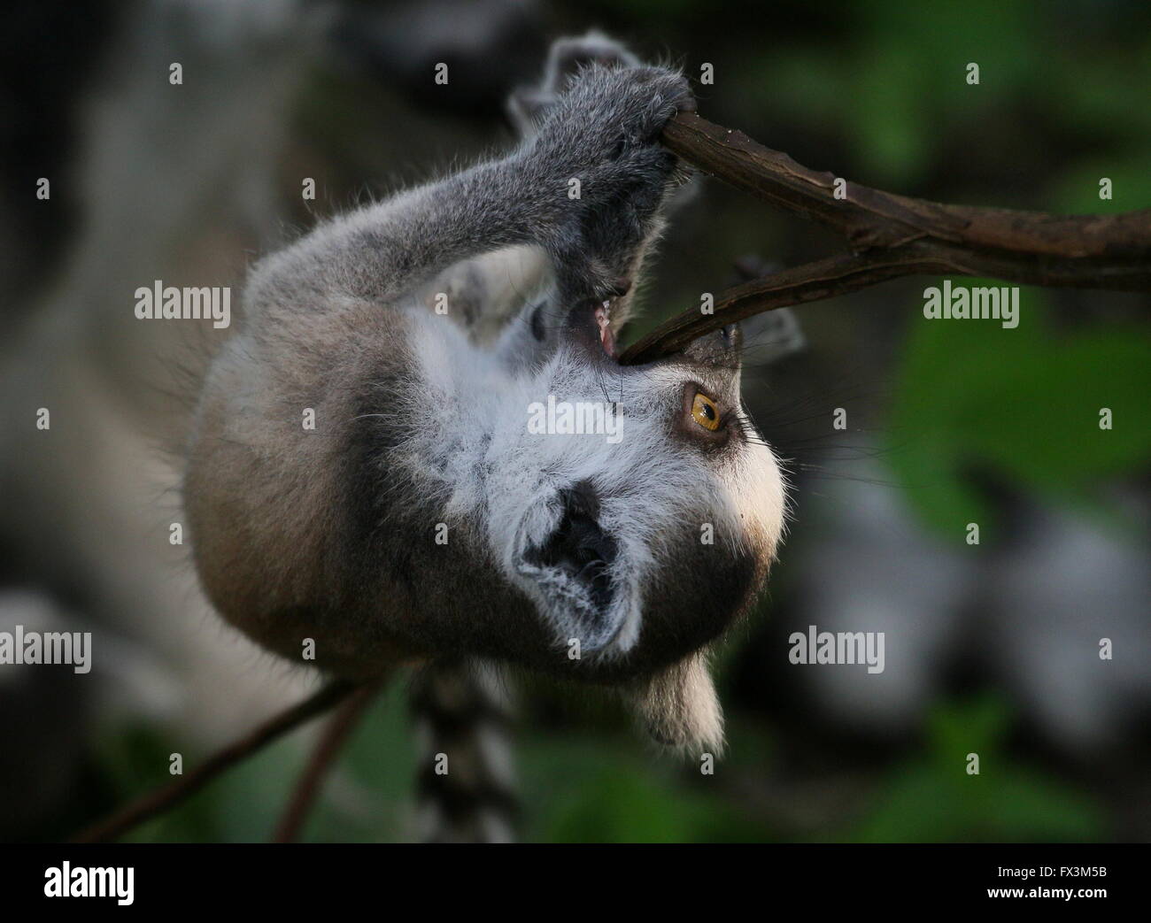 Baby madagassische Ring tailed Lemuren (Lemur Catta) Kletterbaum, kopfüber hängend Stockfoto