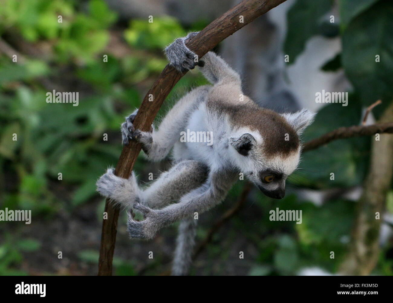 Baby madagassische Ring tailed Lemuren (Lemur Catta) einen Kletterbaum Stockfoto