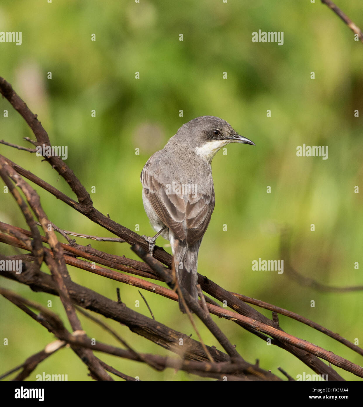 Weibliche Orphean Warbler östliche Rasse Sylvia Crassirostris Anarita