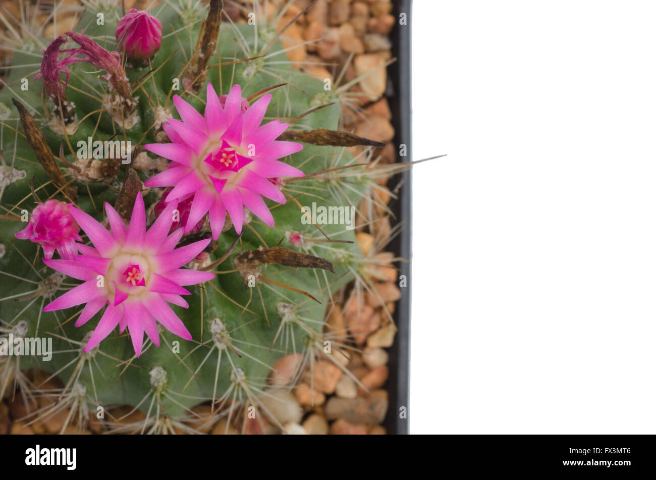 Kaktusblüte isoliert auf weißem Hintergrund Stockfoto