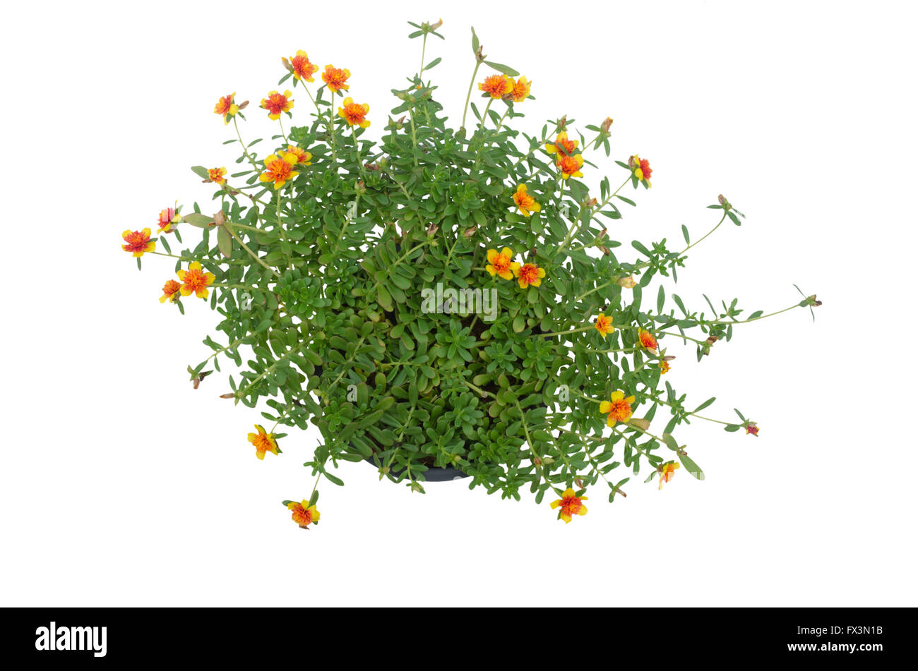 PORTULACA Blume im Topf isoliert auf weißem Hintergrund Stockfoto